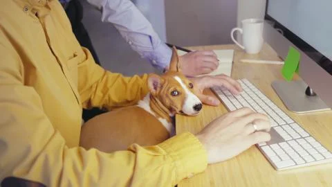 Man working computer at home in self isolation quarantine. Cute little puppy dog Stock Photos