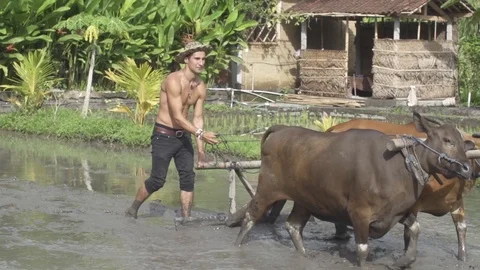 Man Working With Cows in Muddy Field Slow Motion Stock Footage 106784834