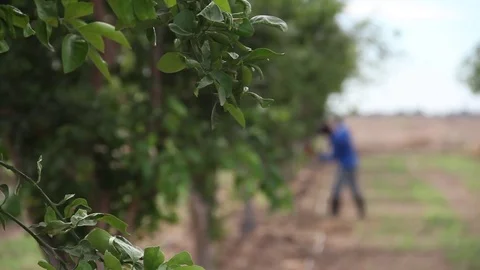 Man working in the field Stock Footage 82589896