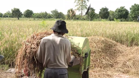 A man is working in a field with a machine that is processing rice Video stock 304238332