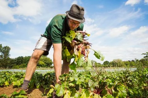 A man working in the field, pulling glossy red beetroots up. 写真素材