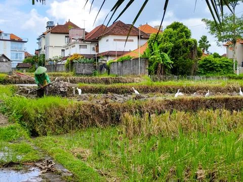 A man is working in a field with a tractor Stock Photos