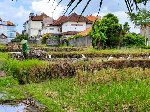 A man is working in a field with a tractor Stock Photos