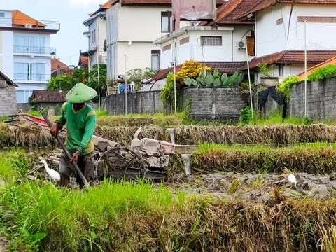 A man is working in a field with a tractor Stock Photos