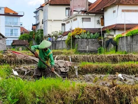 A man is working in a field with a tractor Stock Photos