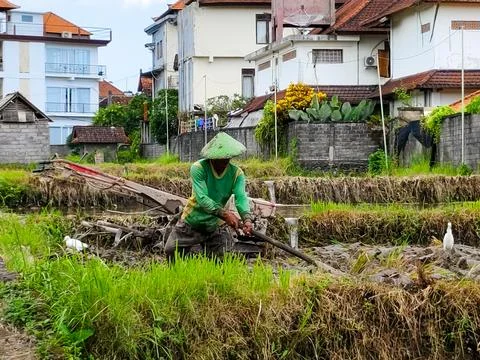 A man is working in a field with a tractor Stock Photos