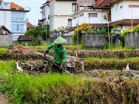 A man is working in a field with a tractor Stock Photos