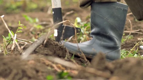 Man working in garden with fork. the farmer digs the garden with pitchforks Stock Footage 80297304