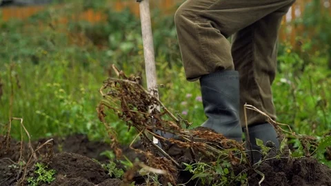 Man working in garden with fork. the farmer digs the garden with pitchforks Stock Footage 80297380