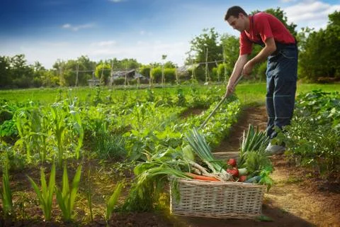 Man working in garden Stock Photos