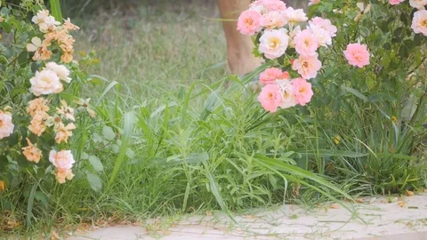 Man working with gasoline lawn trimmer Stock Footage 80282300