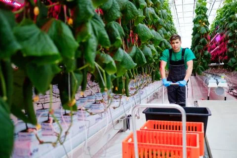 Man working in a greenhouse Fotos de archivo