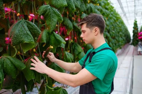 Man working in a greenhouse Fotos de archivo