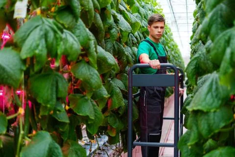Man working in a greenhouse Fotos de archivo