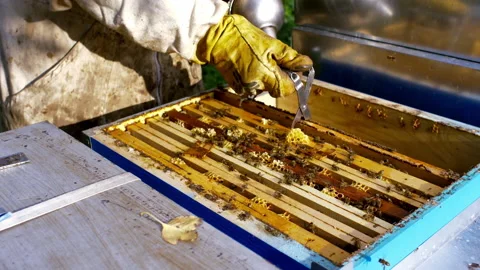 Man working with hive and bees 스톡 동영상 233898368