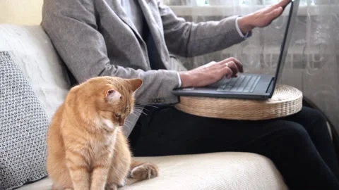 A man working on laptop at home during a Covid-19 pandemic with a red cat Stock Footage 166580646