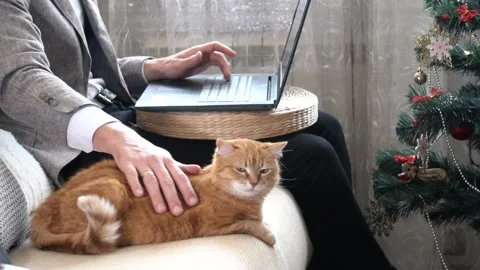 A man working on laptop at home during a Covid-19 pandemic with a red cat Stock Footage 166580701