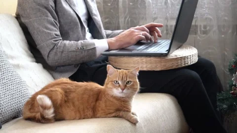 A man working on laptop at home during a Covid-19 pandemic with a red cat Stock Footage 166580737