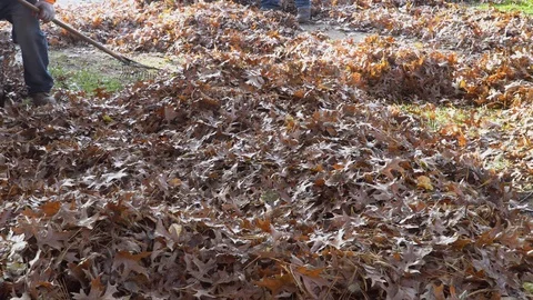 Man working with leaf blower the leaves are being up and down on sunny day Stock Footage 98223576