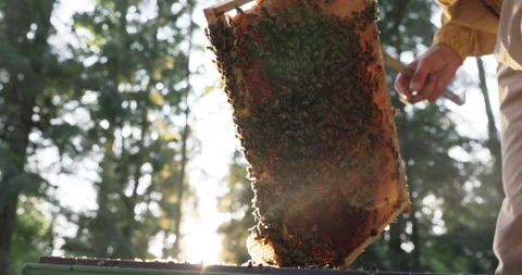 A man working in the morning dressed in a bite-proof suit leans over hives Vídeo Stock 165026596