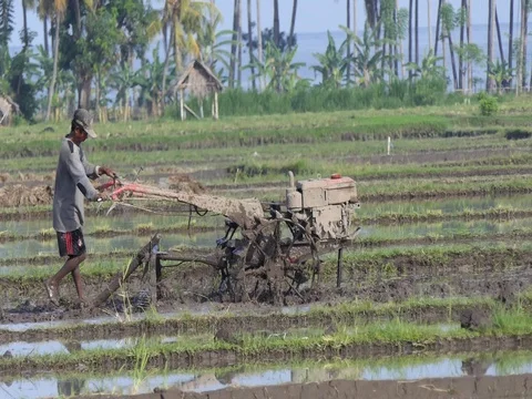 Man working in paddy field Video stock 71664540