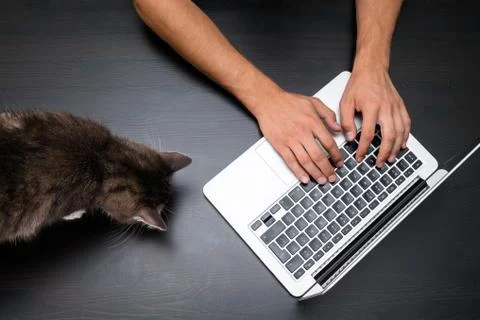 Man working in pet friendly office with cat by using a laptop computer Foto stock