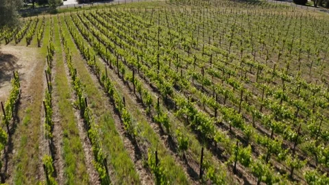 Man working picking grapes on wine vineyard aerial on a sunny day Stock Footage 145024424