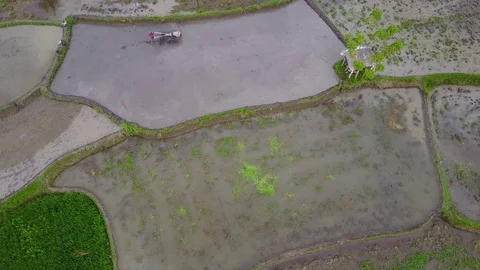 Man is working on rice field with a tractor 動画素材 74813562