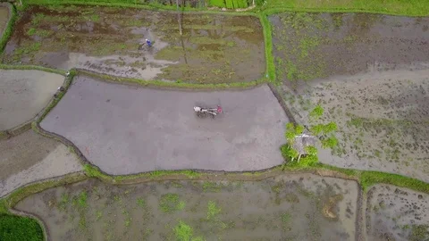 Man is working on rice field with a tractor 動画素材 74813814