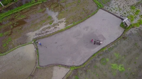 Man working on rice fields Stock Footage 74812842
