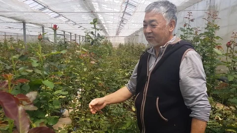 A man working in a rose greenhouse 2 Stock Footage 109153992