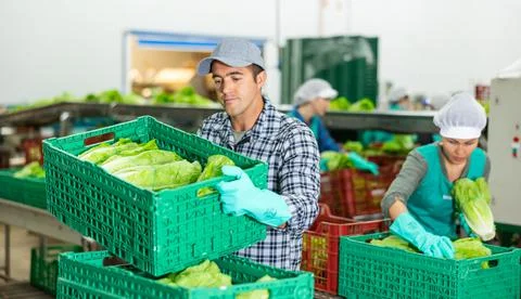 Man working on sorting line at vegetable warehouse, stacking boxes with selected 스톡 사진