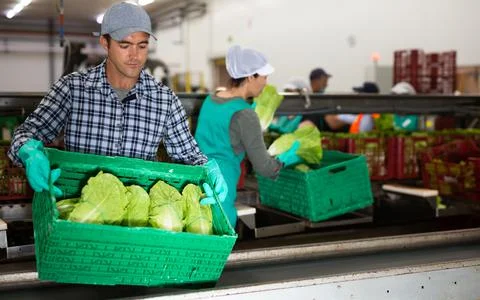 Man working on sorting line at vegetable warehouse, stacking boxes with selected 스톡 사진