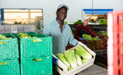 Man working on sorting line in vegetable factory, stacking plastic boxes with Foto stock