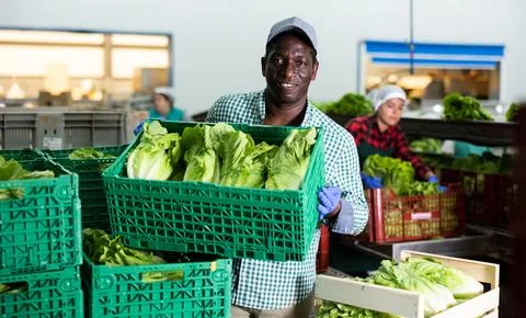 Man working on sorting line in vegetable factory, stacking plastic boxes with 스톡 사진