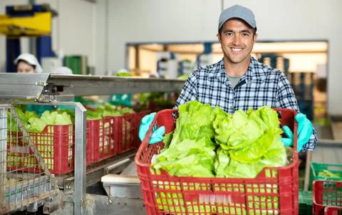 Man working on sorting line at vegetable warehouse, stacking boxes with selected 스톡 사진