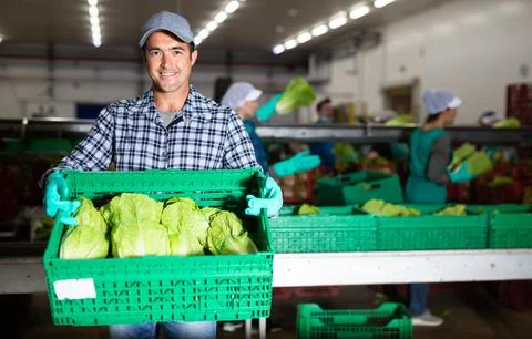 Man working on sorting line at vegetable warehouse, stacking boxes with selected Stockfoto's