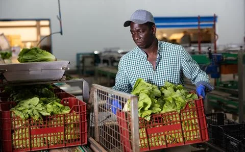 Man working on sorting line in vegetable factory, stacking plastic boxes with Stockfoto's