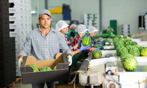 Man working on sorting line at vegetable warehouse, stacking boxes with selected 스톡 사진
