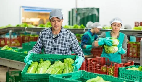 Man working on sorting line at vegetable warehouse, stacking boxes with selected 스톡 사진