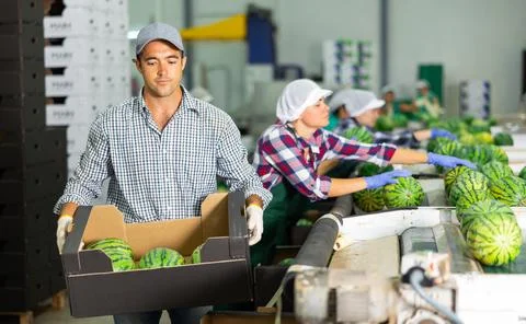 Man working on sorting line at vegetable warehouse, stacking boxes with selected 스톡 사진