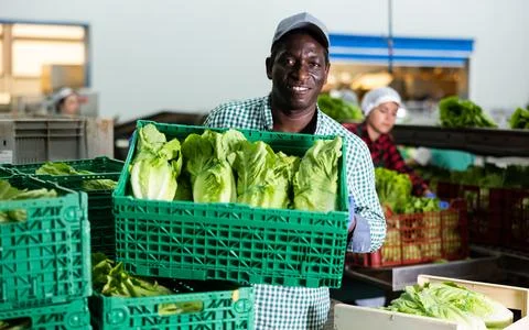 Man working on sorting line in vegetable factory, stacking plastic boxes with Stockfoto's