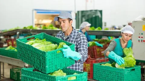 Man working on sorting line at vegetable warehouse, stacking boxes with selected 스톡 사진