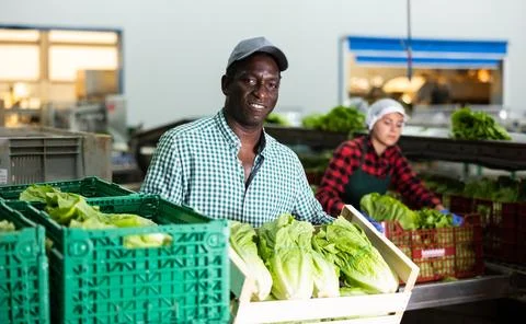 Man working on sorting line in vegetable factory, stacking plastic boxes with 스톡 사진