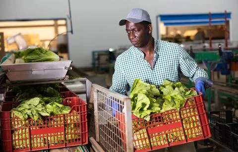 Man working on sorting line in vegetable factory, stacking plastic boxes with 스톡 사진