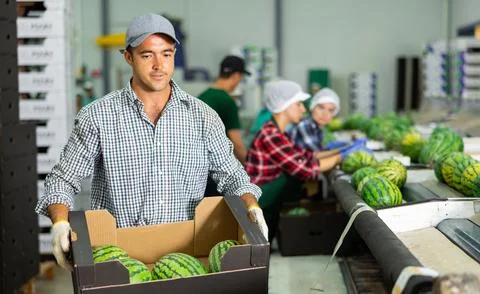 Man working on sorting line at vegetable warehouse, stacking boxes with selected 스톡 사진