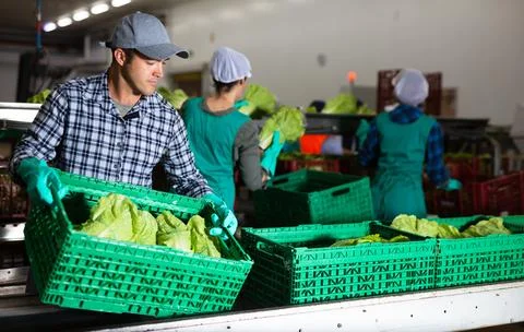 Man working on sorting line at vegetable warehouse, stacking boxes with selected 스톡 사진