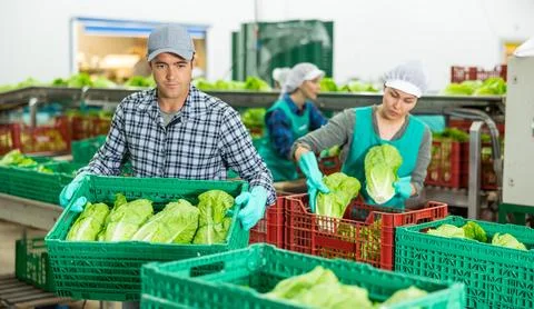 Man working on sorting line at vegetable warehouse, stacking boxes with selected 스톡 사진