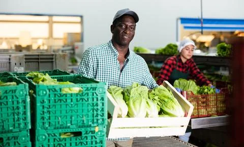 Man working on sorting line in vegetable factory, stacking plastic boxes with Stockfoto's