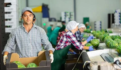 Man working on sorting line at vegetable warehouse, stacking boxes with selected 스톡 사진
